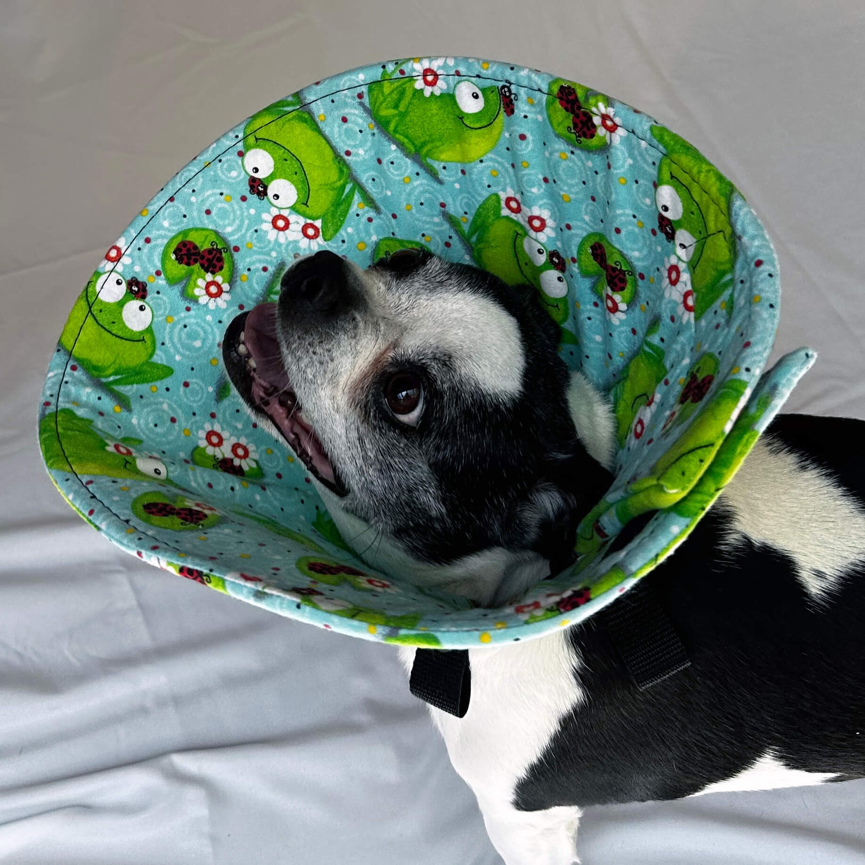Dog in a soft dog cone flannel recovery cone in frog fabric print