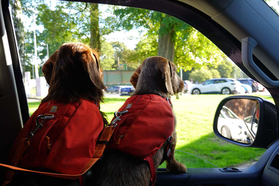 Two daschunds sit side by side in a car with red car safety harnesses on