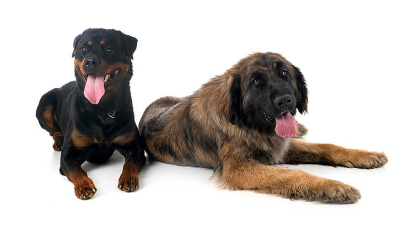 Large breed dog wearing a soft dog cone – comfortable Elizabethan collar alternative for big dogs by Cuddle Cone™