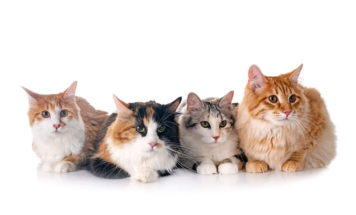 Cat wearing a soft fabric cone – comfortable Elizabethan collar alternative for cats by Cuddle Cone™