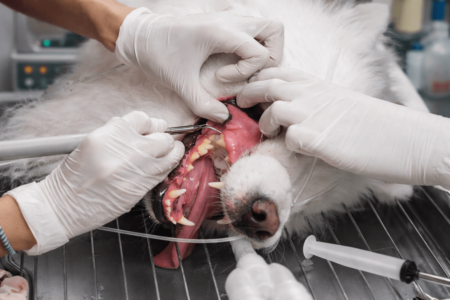 veterinary dental cleaning procedure under anesthesia