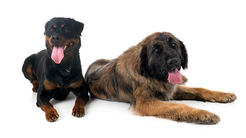 Large breed dog wearing a soft dog cone – comfortable Elizabethan collar alternative for big dogs by Cuddle Cone™