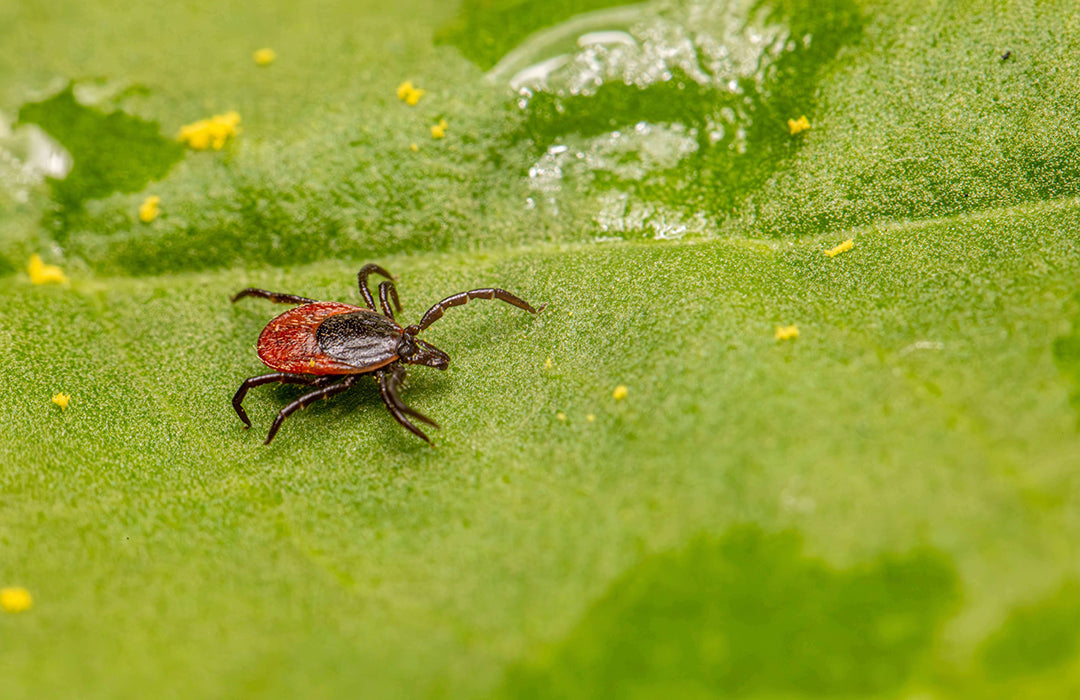 A tick crawls across a green leaf