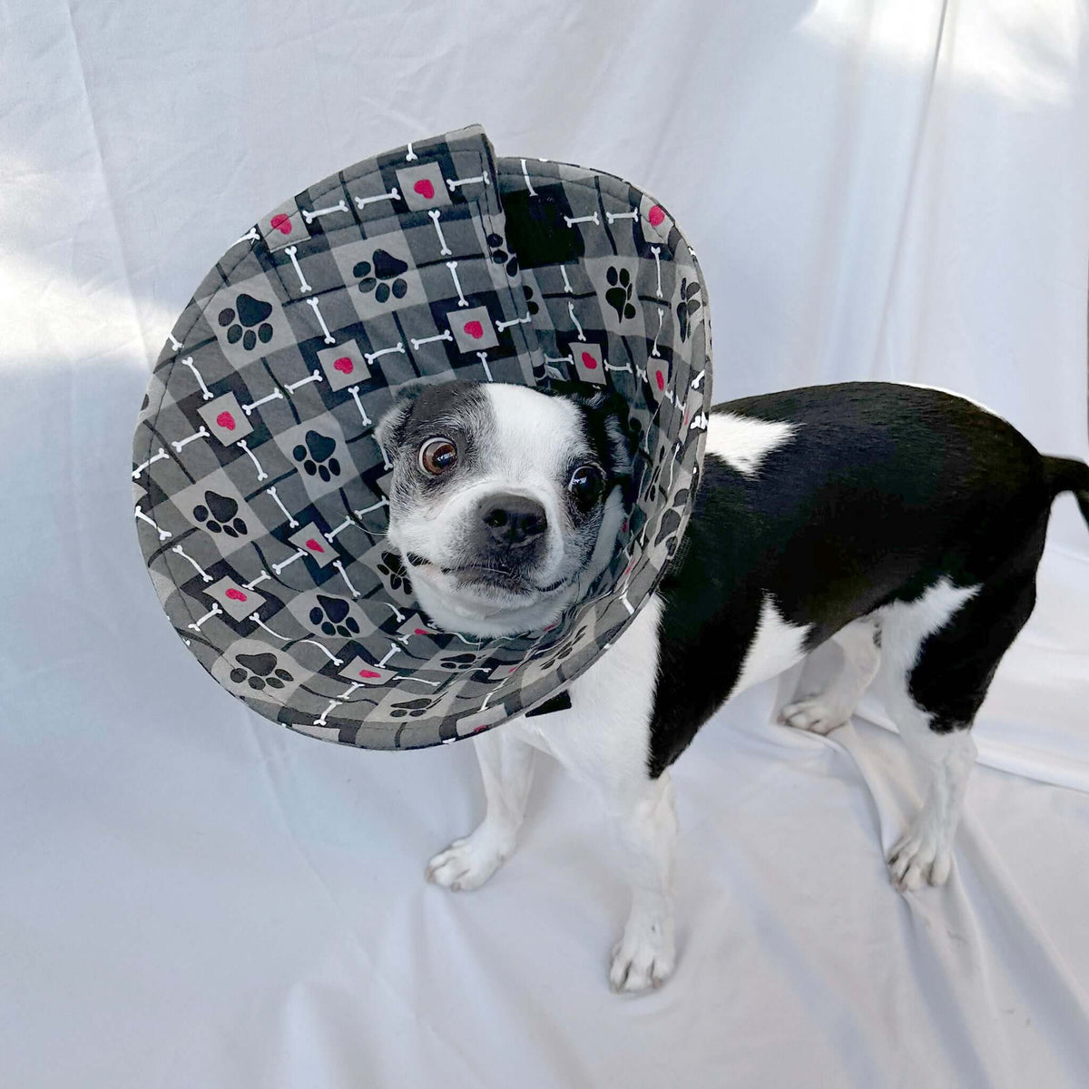 Dog in a lightweight, comfy soft dog cone alternative for post-surgery care.