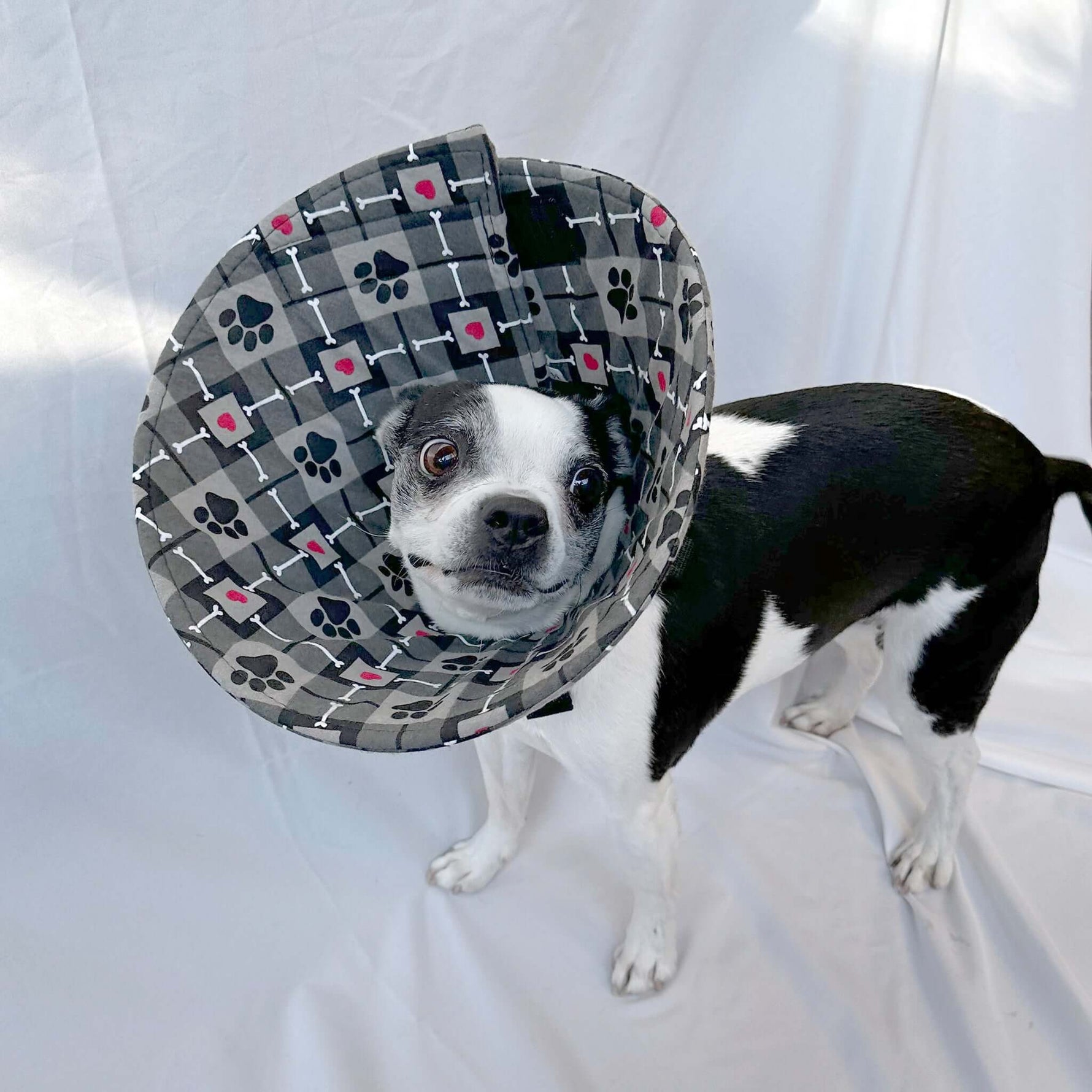 Dog in a lightweight, comfy soft dog cone alternative for post-surgery care.