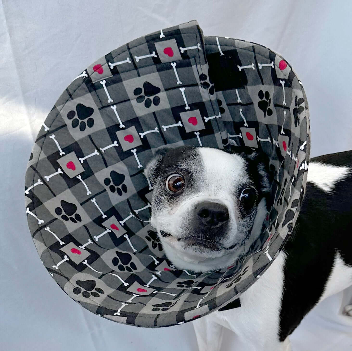 Dog in a soft dog cone flannel recovery cone in an arglye pattern.