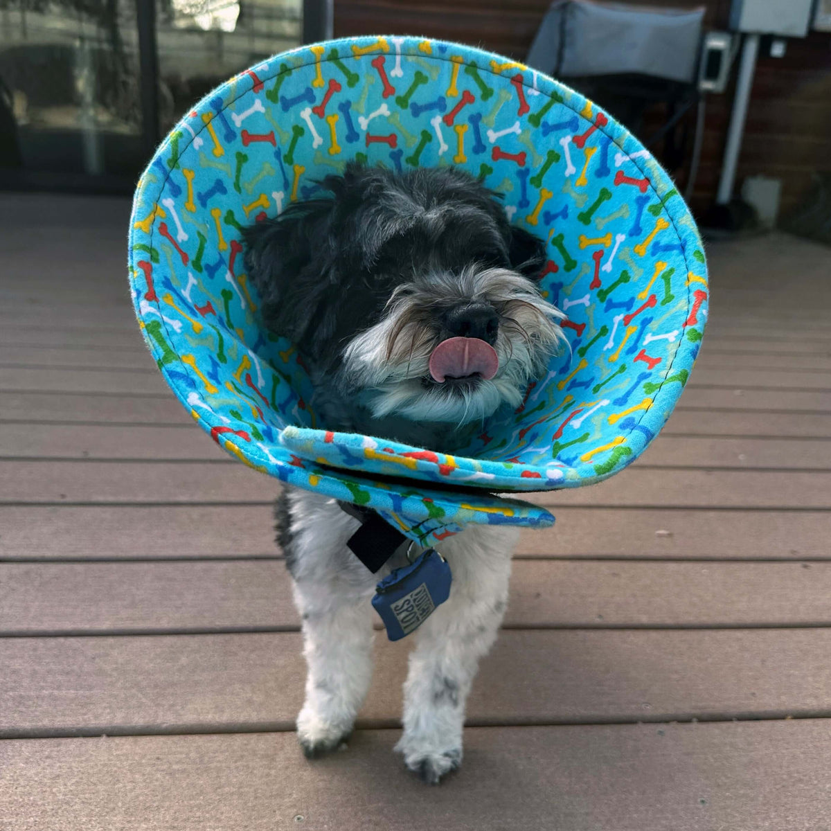 Dog wearing a blue bone print soft dog cone