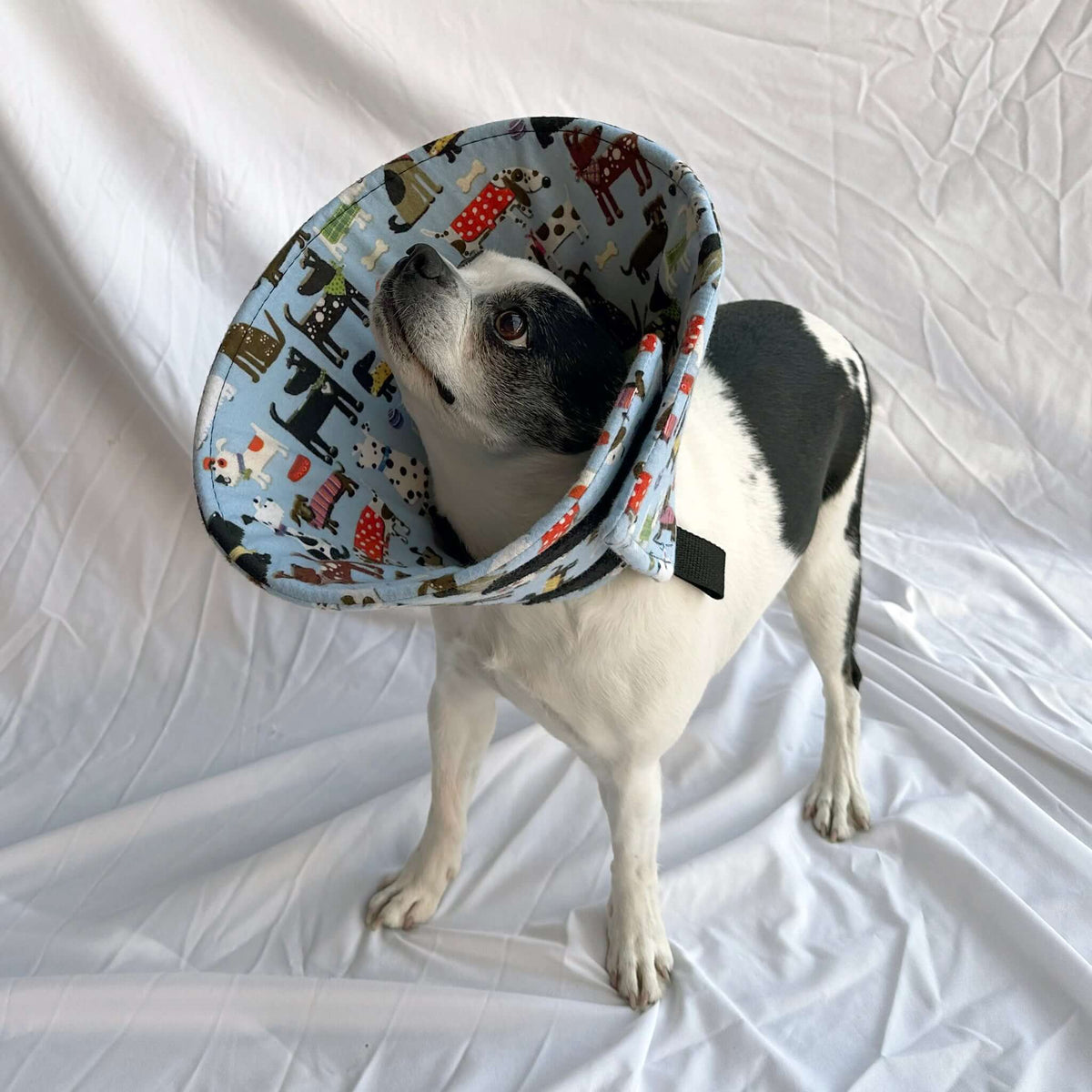 Dog in a blue soft foam comfy e-collar alternative for post-surgery care.