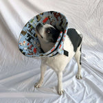 Dog in a blue soft foam comfy e-collar alternative for post-surgery care.
