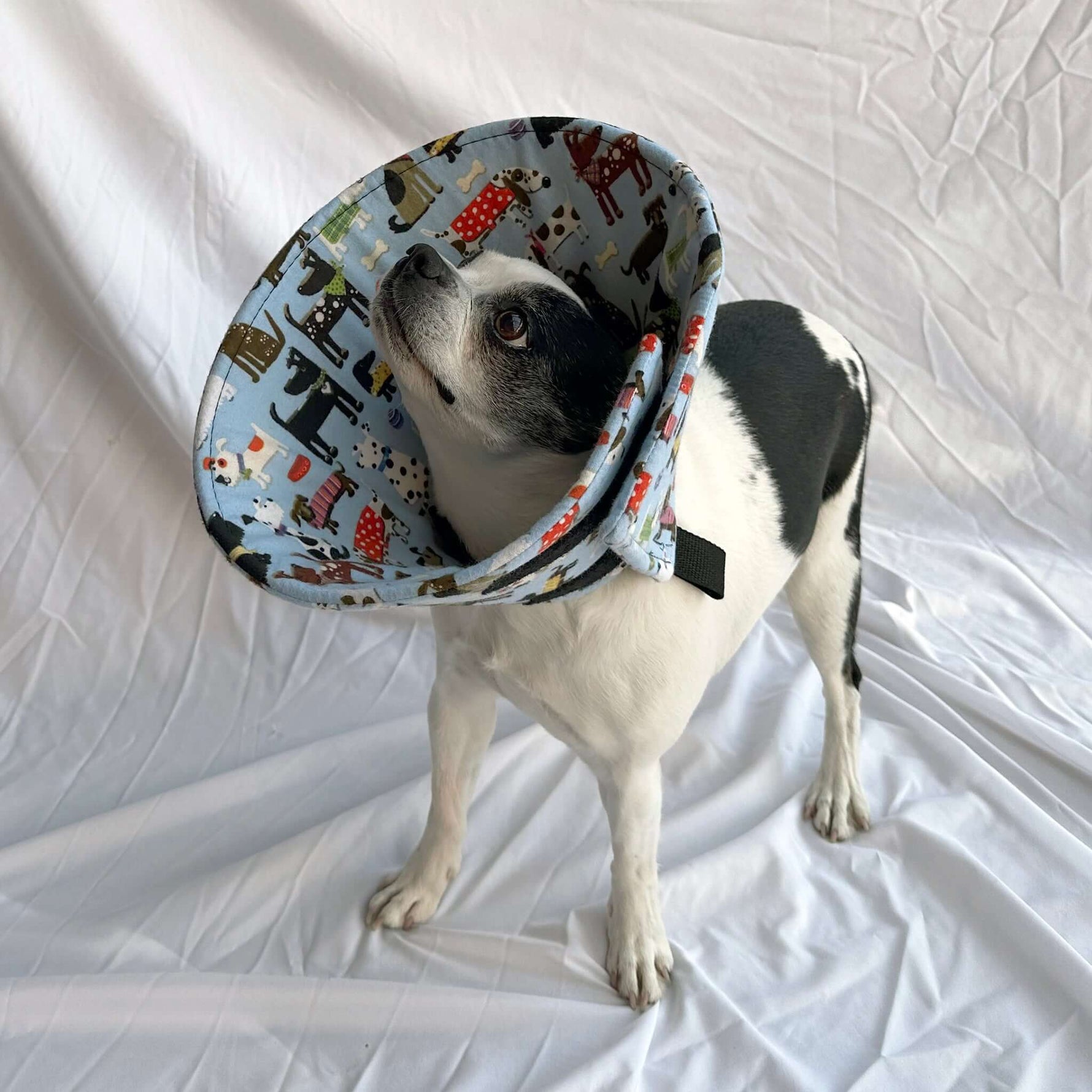 Dog in a blue soft foam comfy e-collar alternative for post-surgery care.