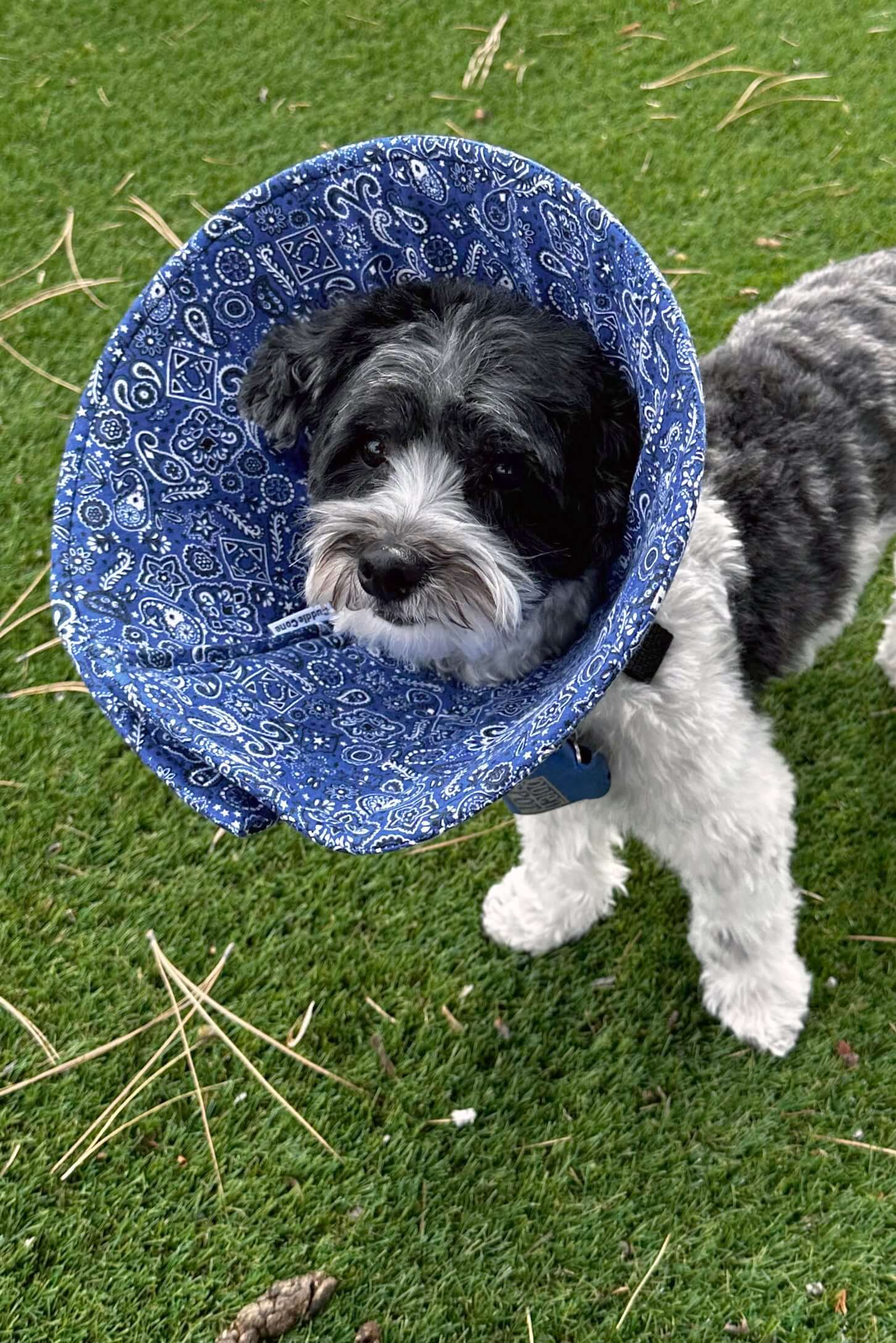 Blue Bandana - Flannel & Foam Soft Dog Cone