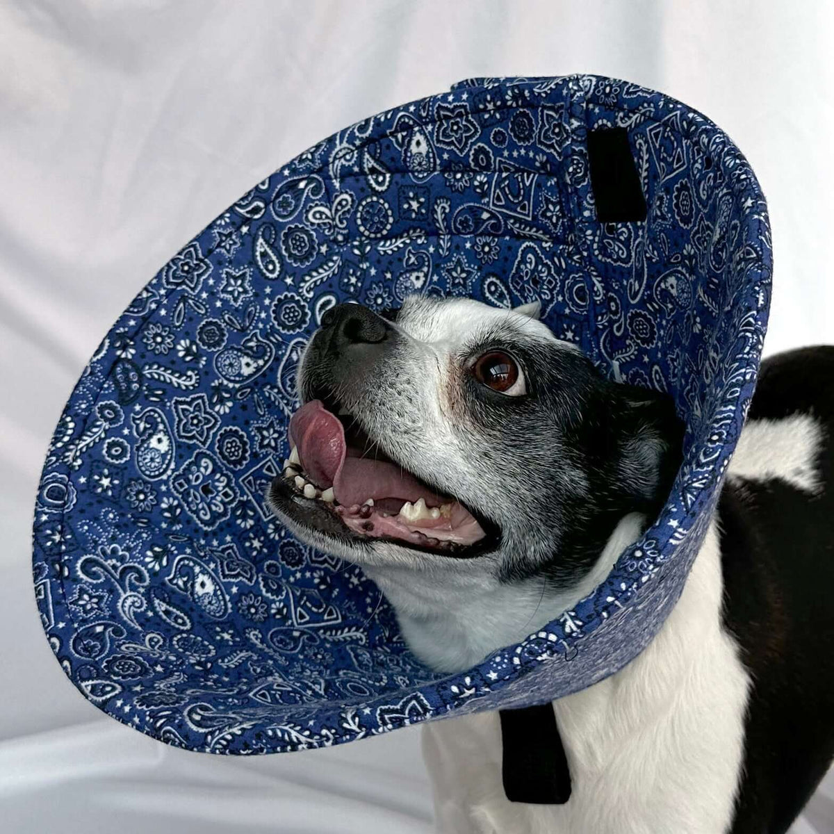 Collections – Cuddle Cone