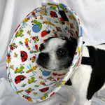 Dog in a soft dog cone flannel recovery cone in bright bug fabric print