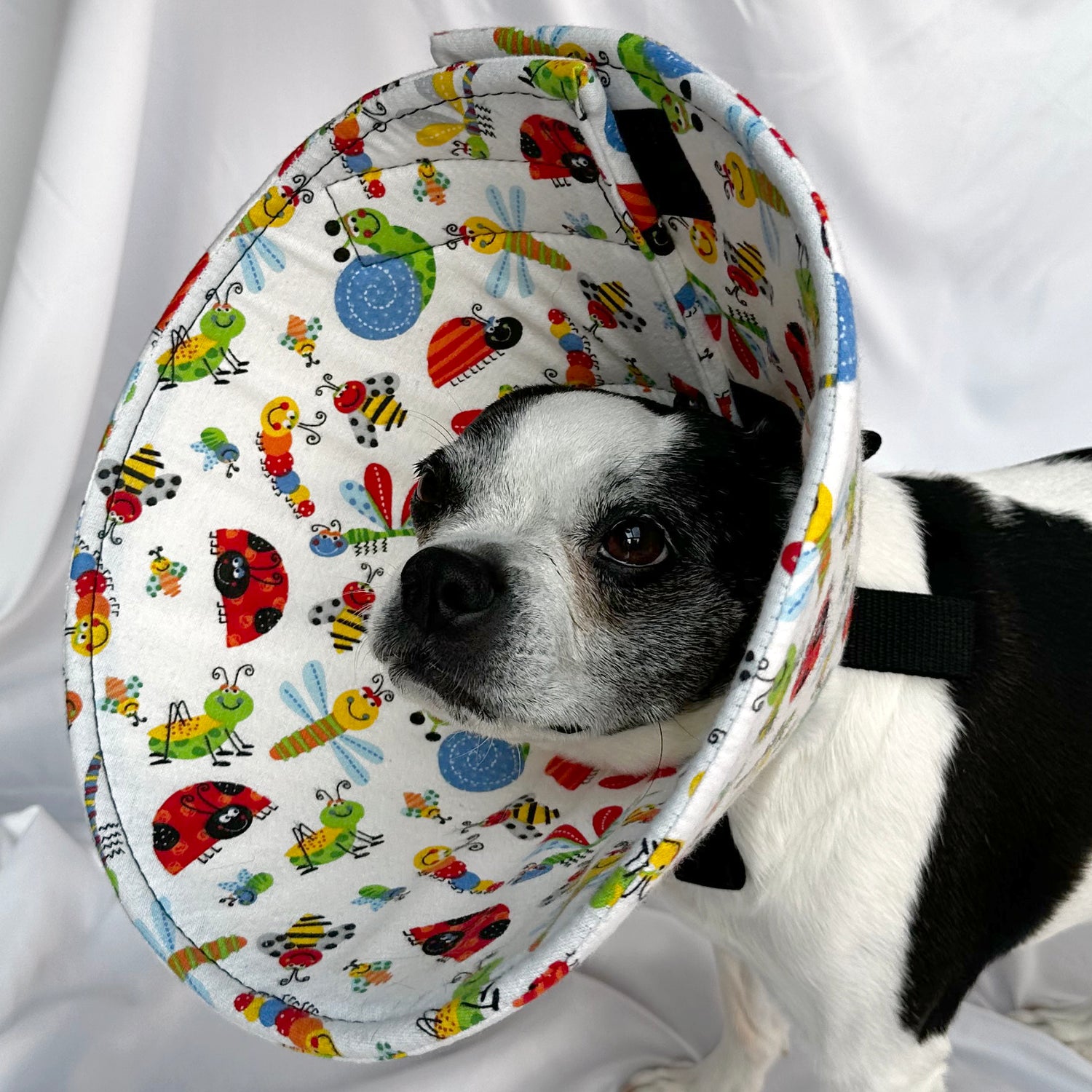 Dog in a soft dog cone flannel recovery cone in bright bug fabric print