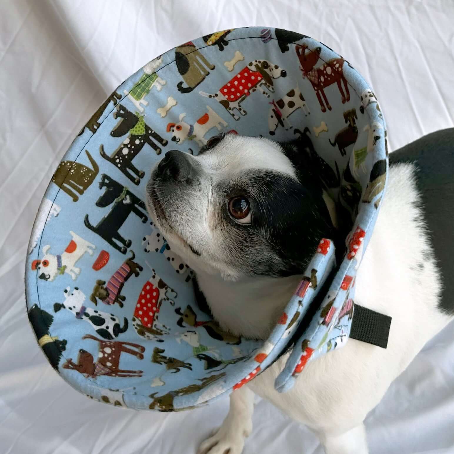 Dog wearing a blue dog park print soft dog cone – comfortable Elizabethan collar alternative.