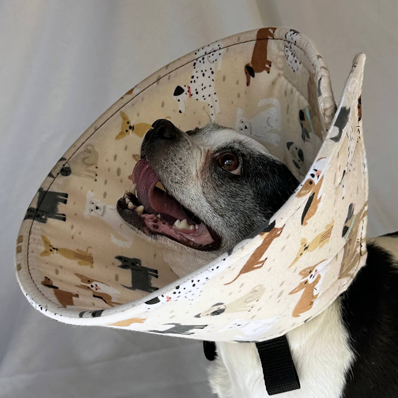 Dog in a soft dog cone flannel recovery cone in a beige dog fabric