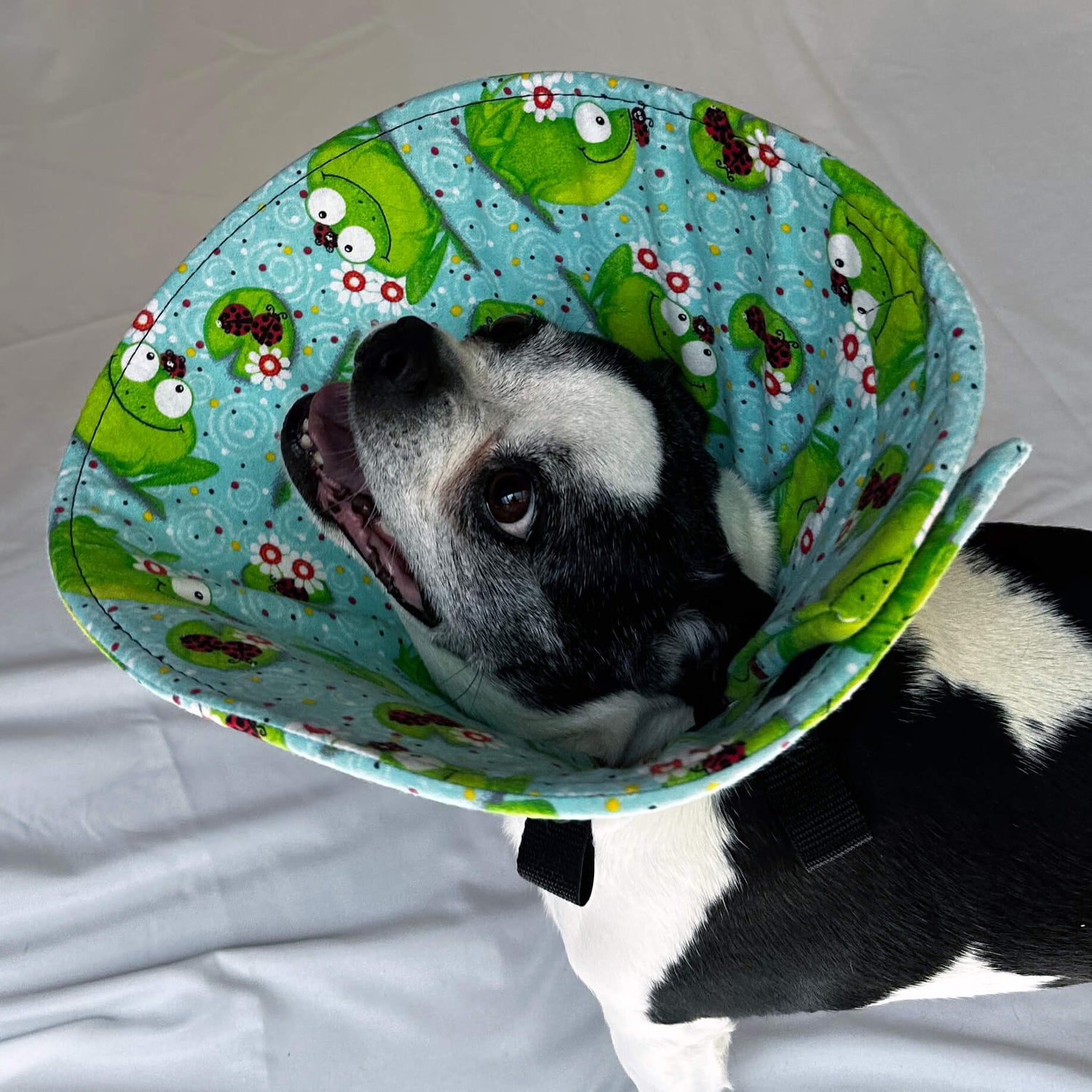 Dog in a soft dog cone flannel recovery cone in frog fabric print