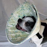 Dog in a soft dog cone flannel recovery cone in a green floral pattern