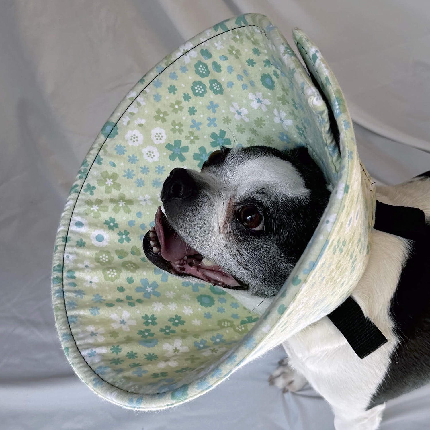 Dog in a soft dog cone flannel recovery cone in a green floral pattern