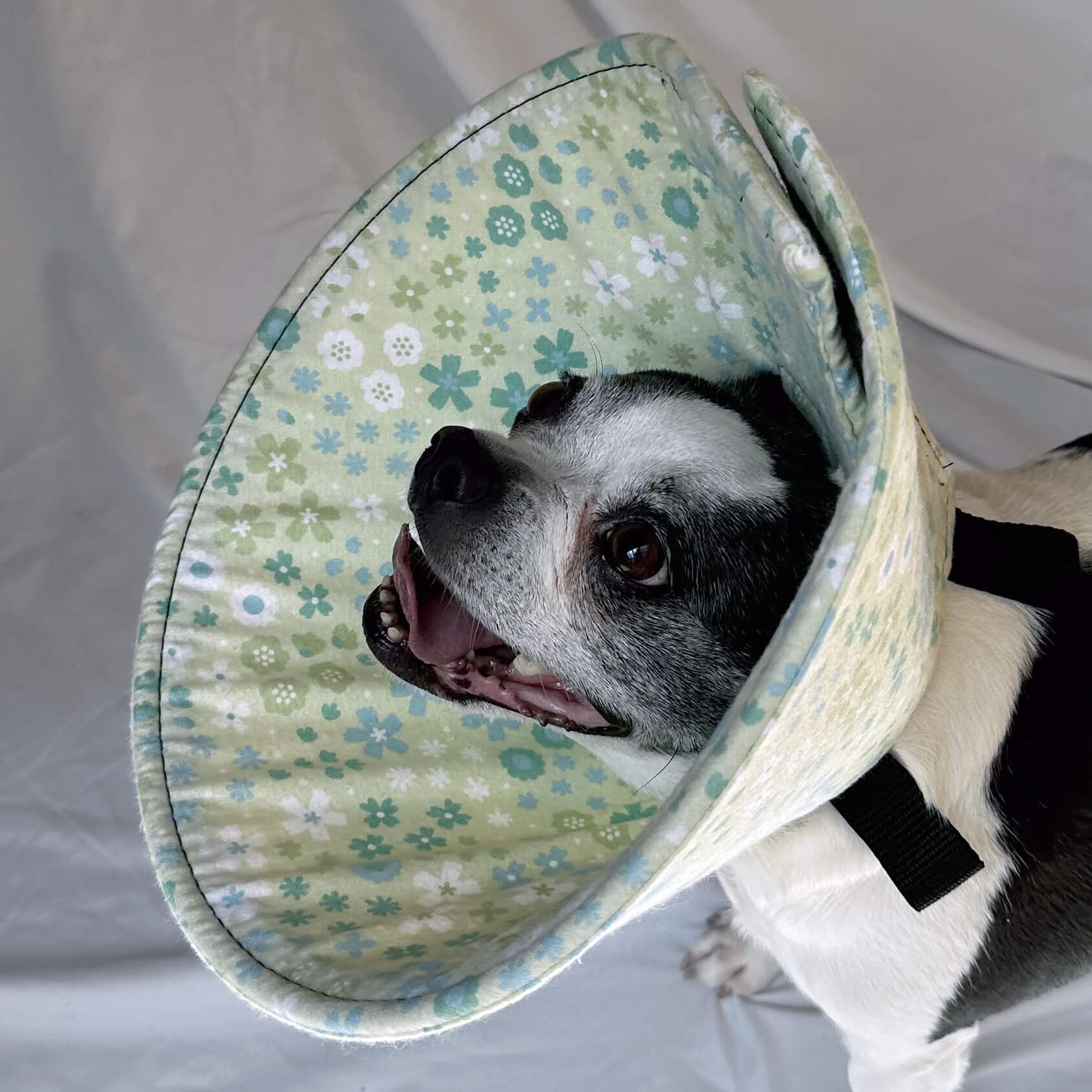 Dog in a soft dog cone flannel recovery cone in a green floral pattern