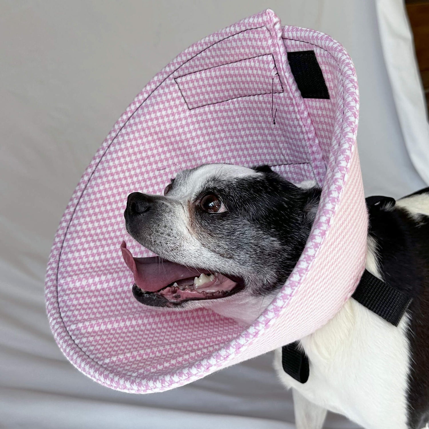 Dog in a soft dog cone flannel recovery cone in a pink houndstooth fabric