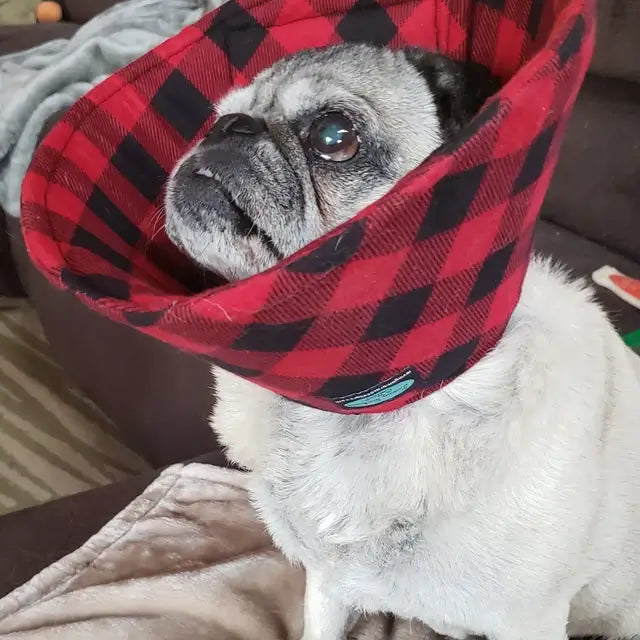 Pug wearing a plaid soft collar