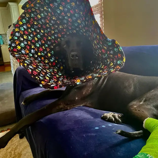 Black dog wearing a soft collar