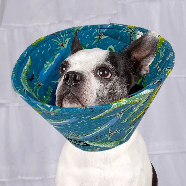 Dog in a soft dog cone flannel recovery cone in alligator fabric print