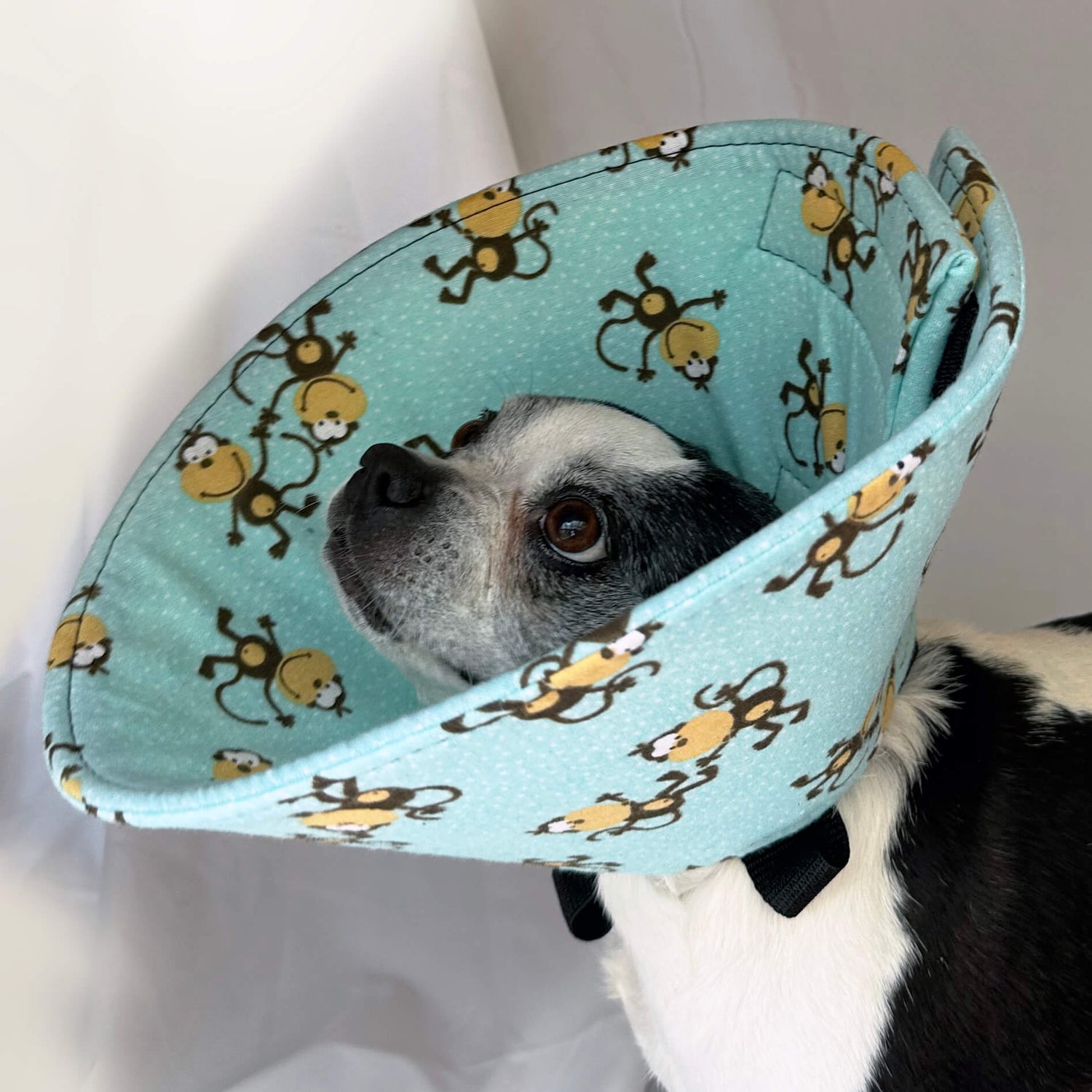 Dog in a soft dog cone flannel recovery cone in monkey fabric print