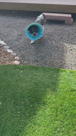 Video of a dog wearing a soft cone