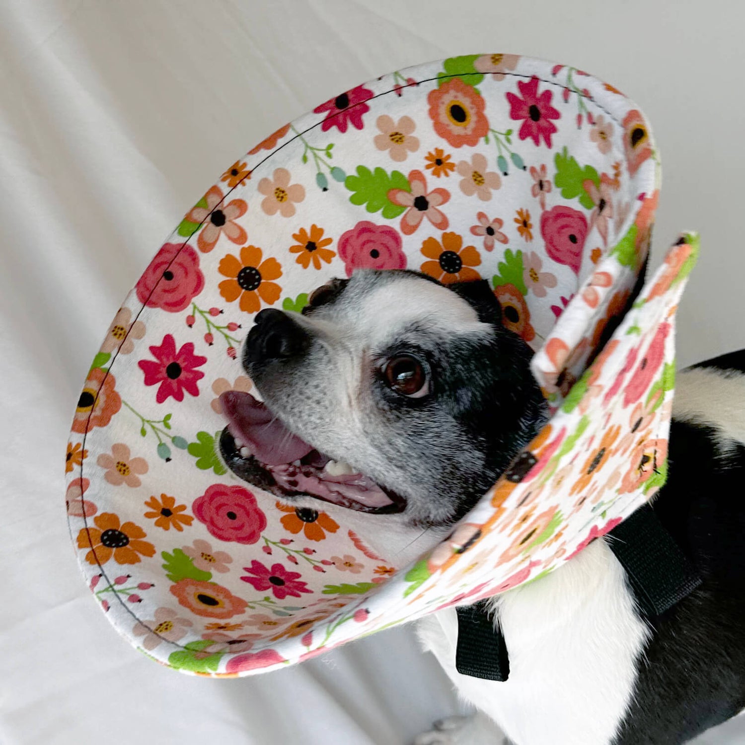 Dog in a soft dog cone flannel recovery cone in retro flower print
