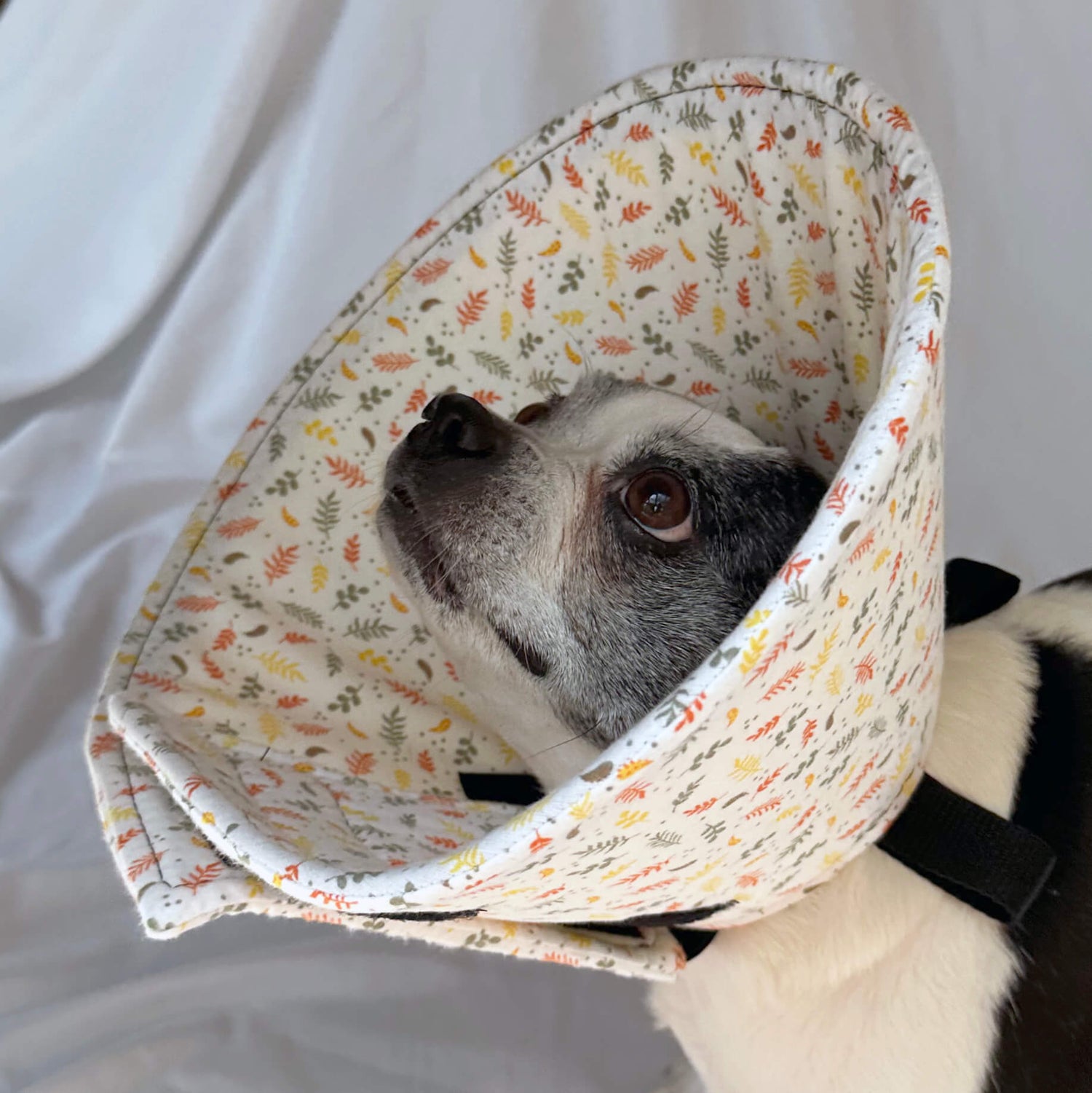 Dog in a soft dog cone flannel recovery cone in a leaf print